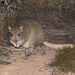 Canguro-rata de Lesueur - Photo (c) Tim Bawden, algunos derechos reservados (CC BY-NC), subido por Tim Bawden
