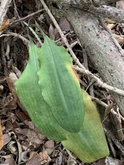 Scadoxus membranaceus