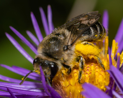 Colletes compactus