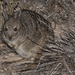 Banded Hare Wallaby - Photo (c) Tim Bawden, some rights reserved (CC BY-NC), uploaded by Tim Bawden
