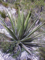 Agave kerchovei