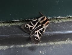 Apantesis williamsii