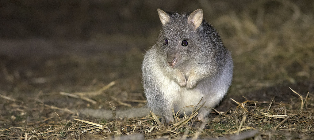 Rufous Rat-Kangaroo