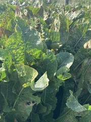 Armoracia rusticana