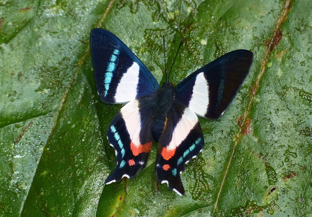 Italian flag butterfly