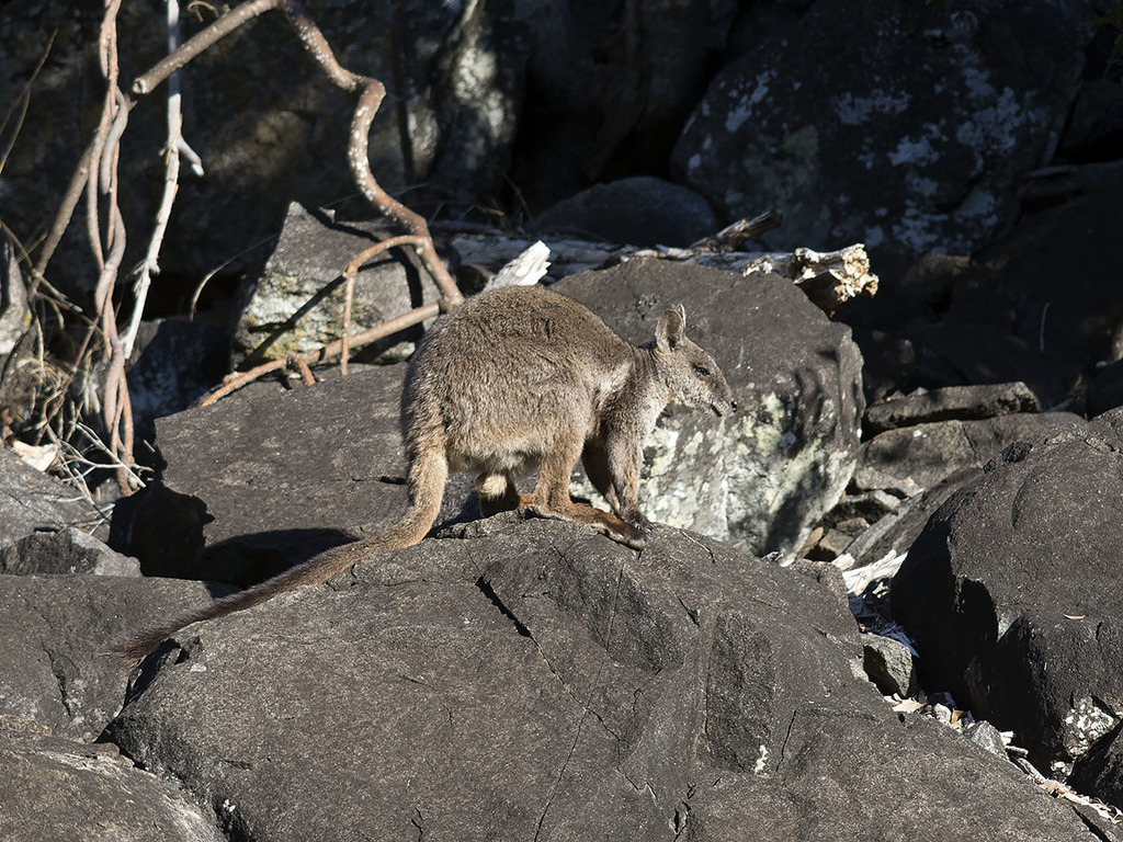 Herbert's Rock-Wallaby