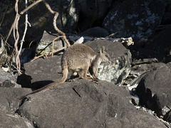 Petrogale herberti