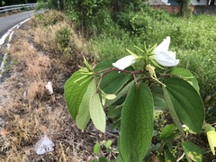Bauhinia acuminata