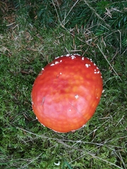 Amanita muscaria muscaria