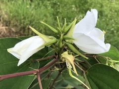 Bauhinia acuminata