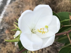 Bauhinia acuminata