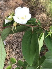 Bauhinia acuminata