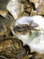 Hemigrapsus sanguineus