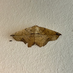 Polyacme dissimilis