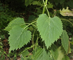 Urticaceae