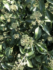 Hedera helix