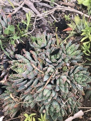 Aloe brevifolia