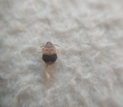 Sennius lateapicalis