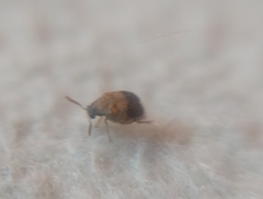 Sennius lateapicalis