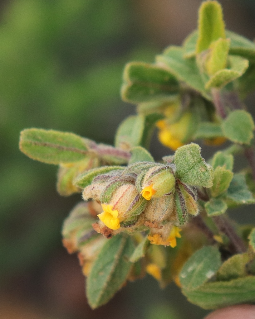 Sage Dollsrose