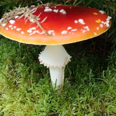 Amanita muscaria muscaria