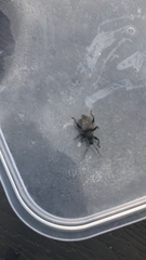 Otiorhynchus sulcatus