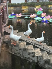 Anser cygnoides domesticus