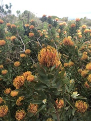 Leucospermum × hybridum