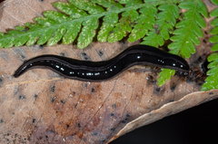 Platydemus victoriae