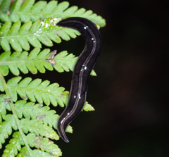 Platydemus victoriae