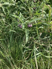 Symphytum officinale