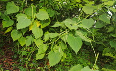 Urticaceae
