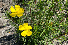 Hibbertia virgata