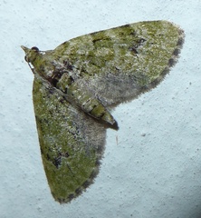 Chloroclystis v-ata