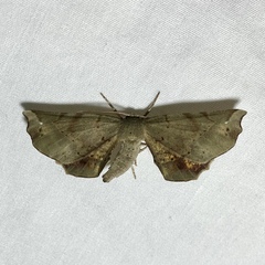 Oenochrominae