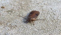 Agonopterix purpurea