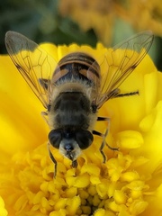 Eristalis tenax
