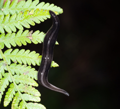 Platydemus victoriae