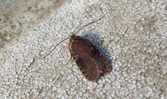 Agonopterix purpurea