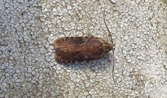 Agonopterix purpurea