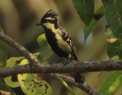 Machlolophus aplonotus