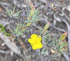 Hibbertia psilocarpa