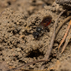 Sphecodes pellucidus