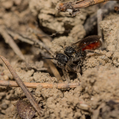 Sphecodes pellucidus