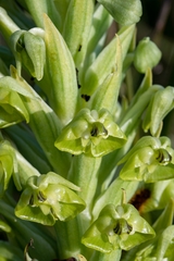 Pterygodium inversum