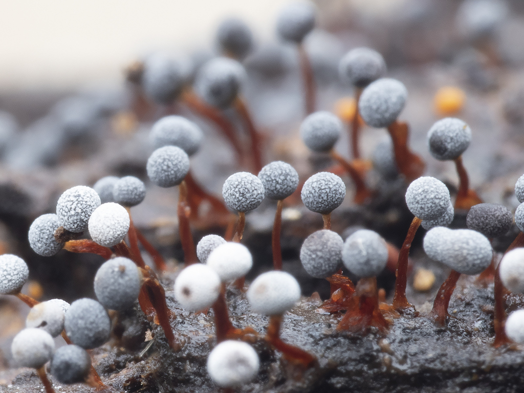 Physarum pusillum