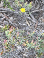 Hibbertia psilocarpa