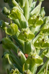 Pterygodium inversum