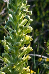 Pterygodium inversum