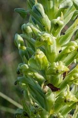 Pterygodium inversum